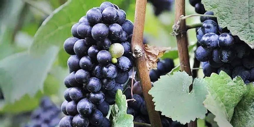 Linfield workshop strives to give wine professionals more tools